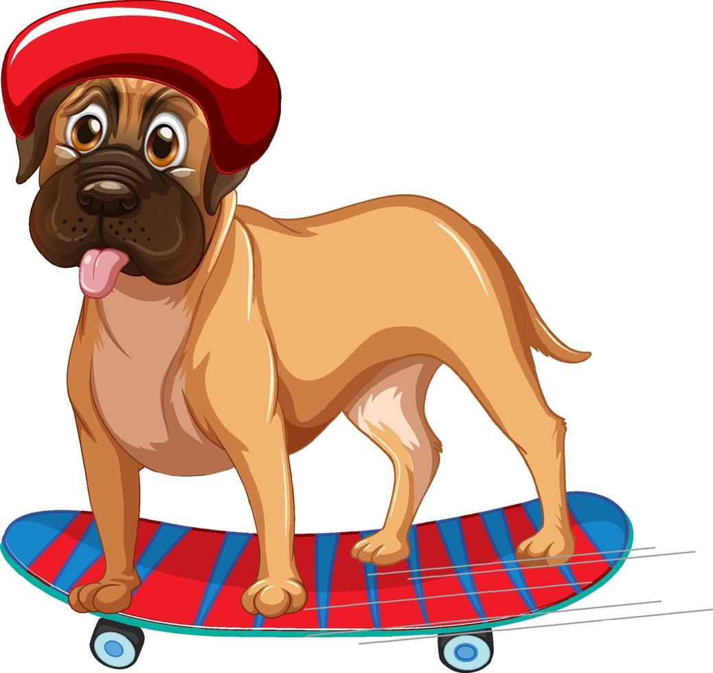 Perro boxer lleva casco parado en patineta vector