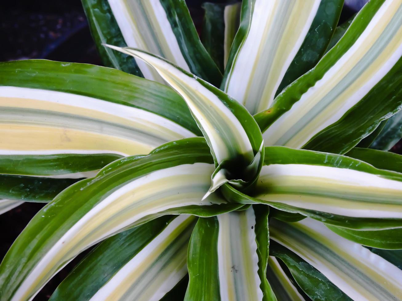 Sharp circular plant with a charming yellow silver line. photo