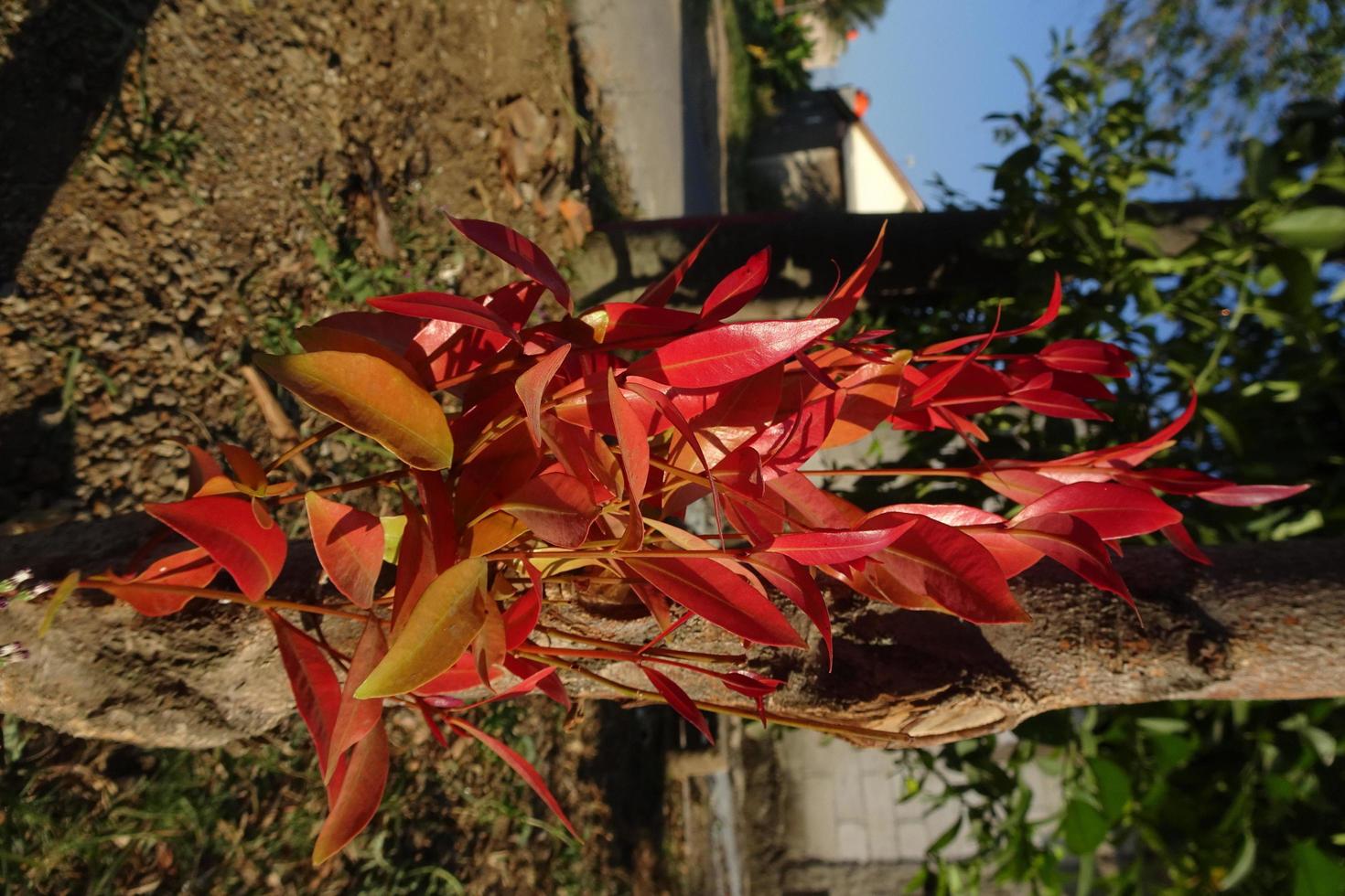 Red ornamental plant growing in the garden. Natural red ornamental plant. photo