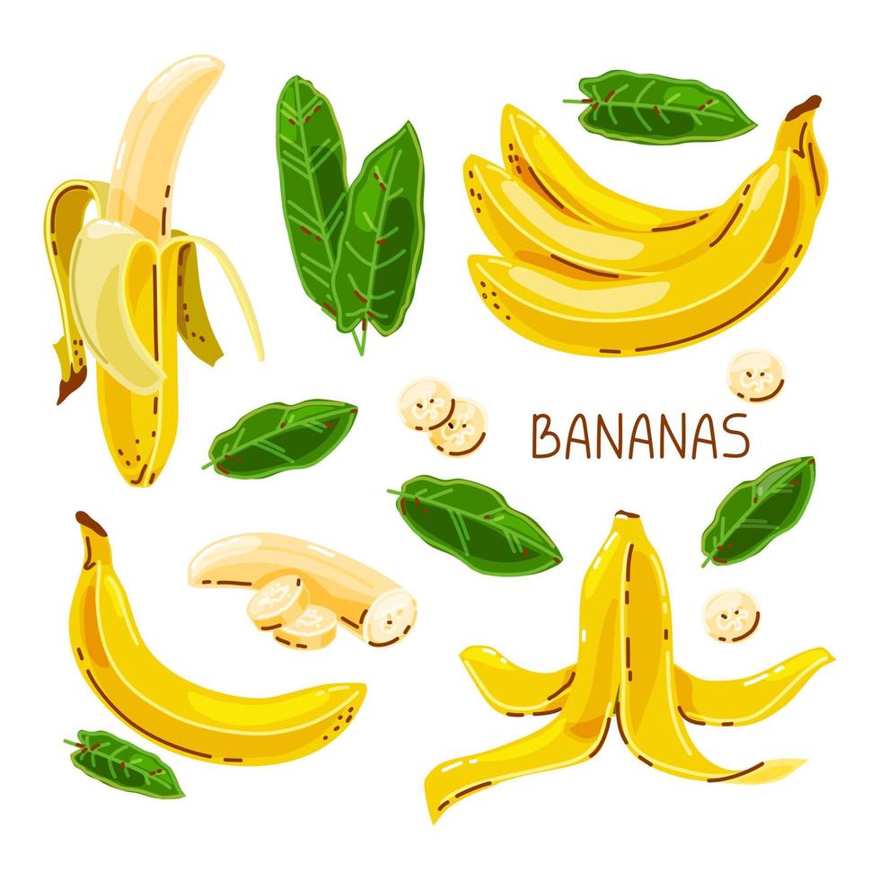 Vector set of bananas on a white isolated background.