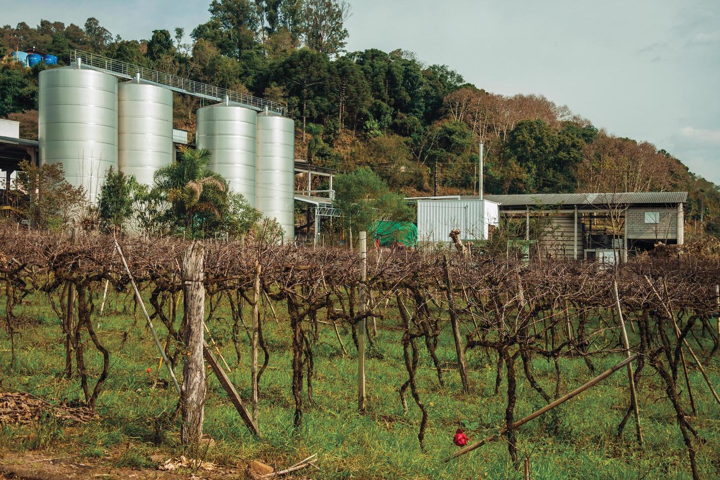 Bento Goncalves, Brazil - July 13, 2019. Car Landscape with trunks and vine branches in front of stainless steel storage tanks from a winery plant near Bento Goncalves. photo