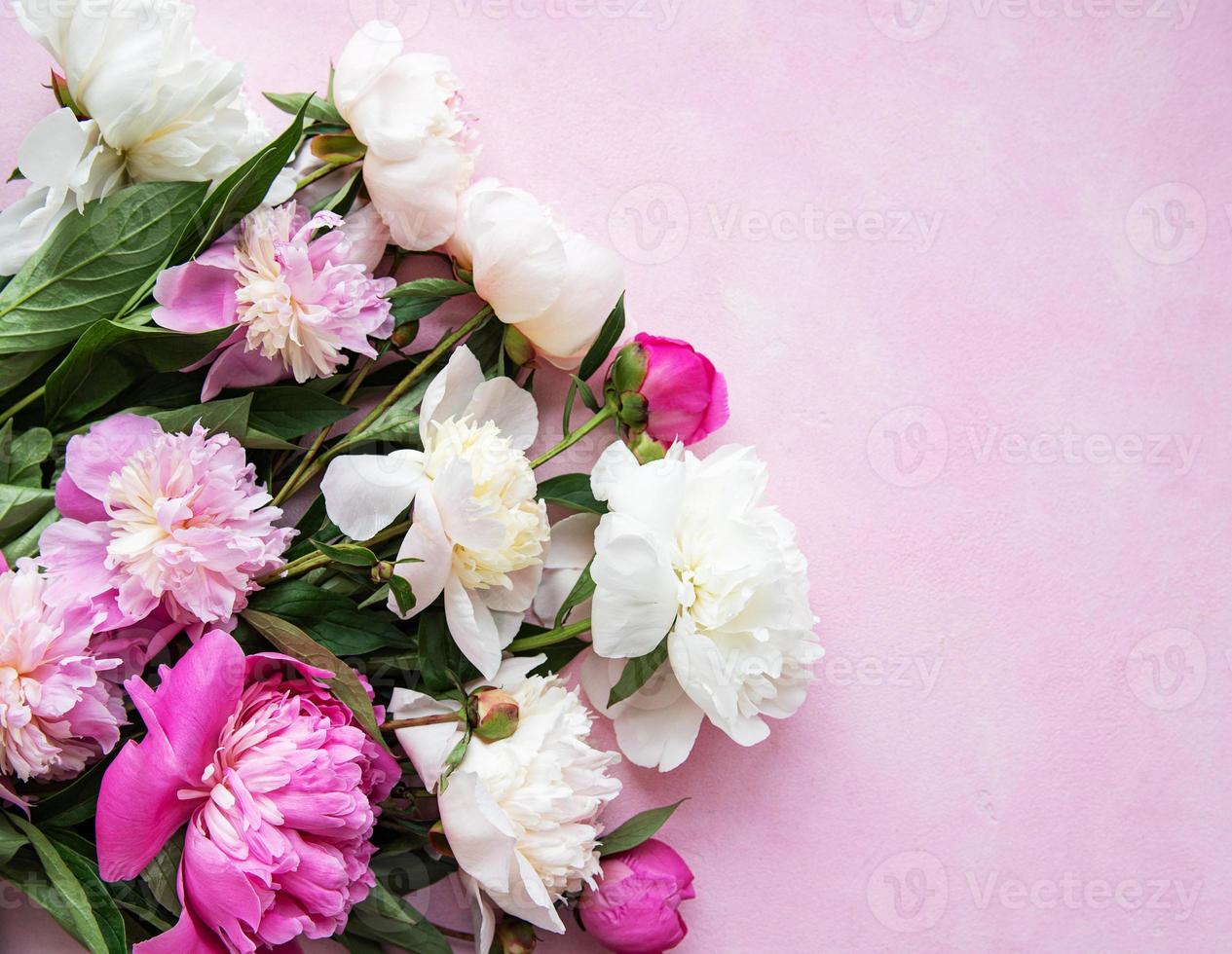 Background with pink peonies photo