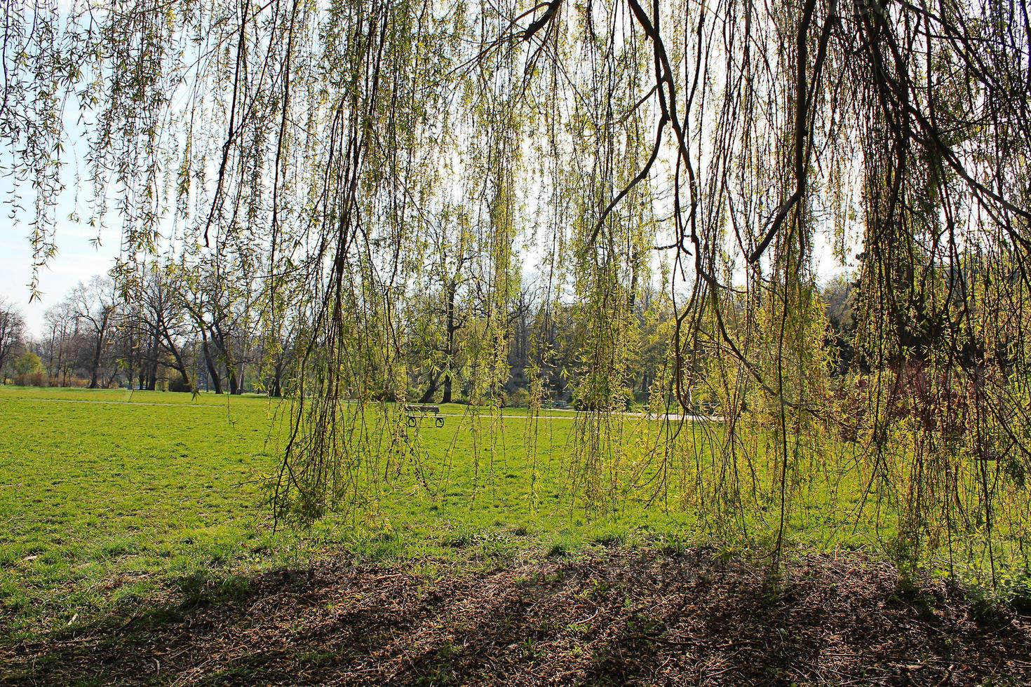 Park and wood. photo