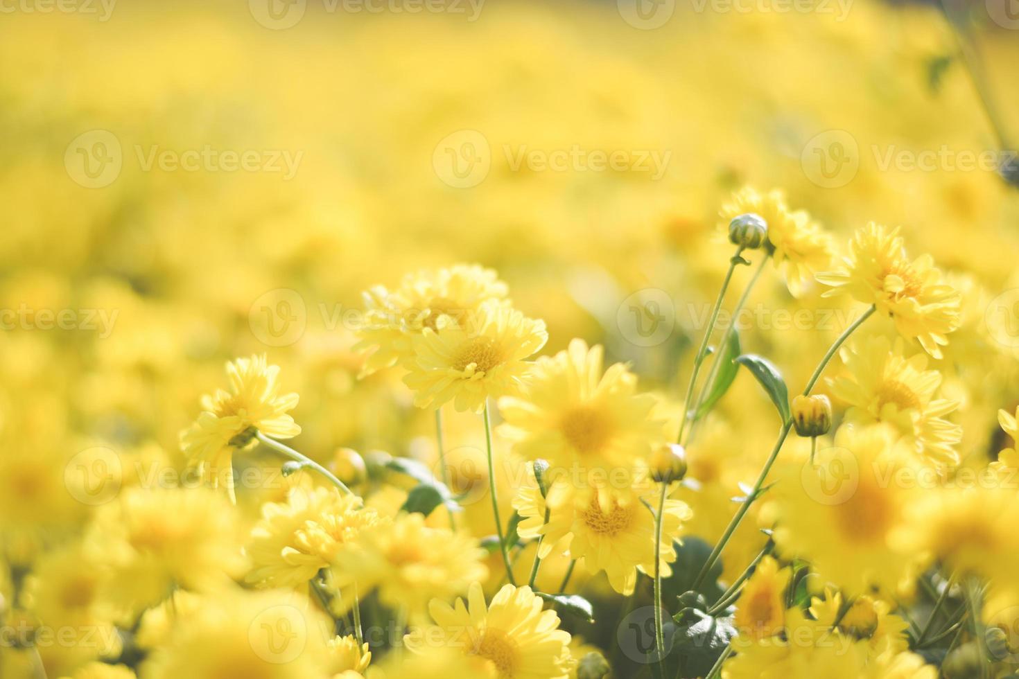 yellow flower field background. chrysanthemum flower photo