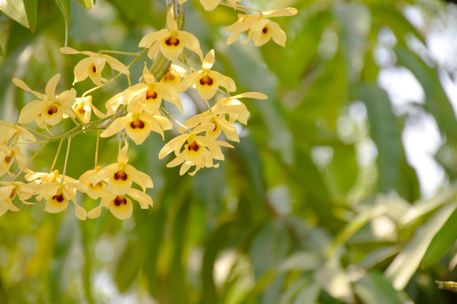 orquídea amarilla con fondo natural foto