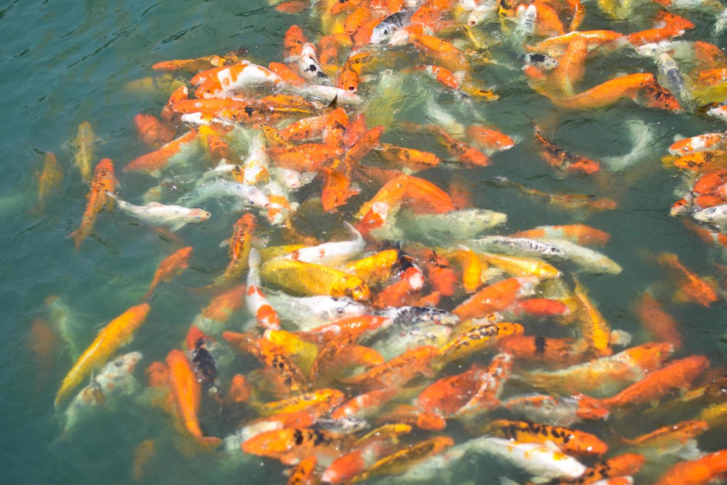 Colorful fancy koi fish. Carp fish photo
