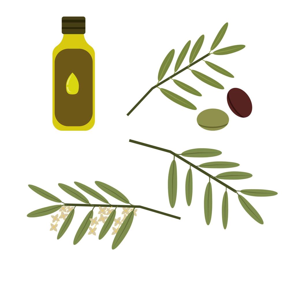 Olive oil set, fruits and branches with flowers and without olive tree vector