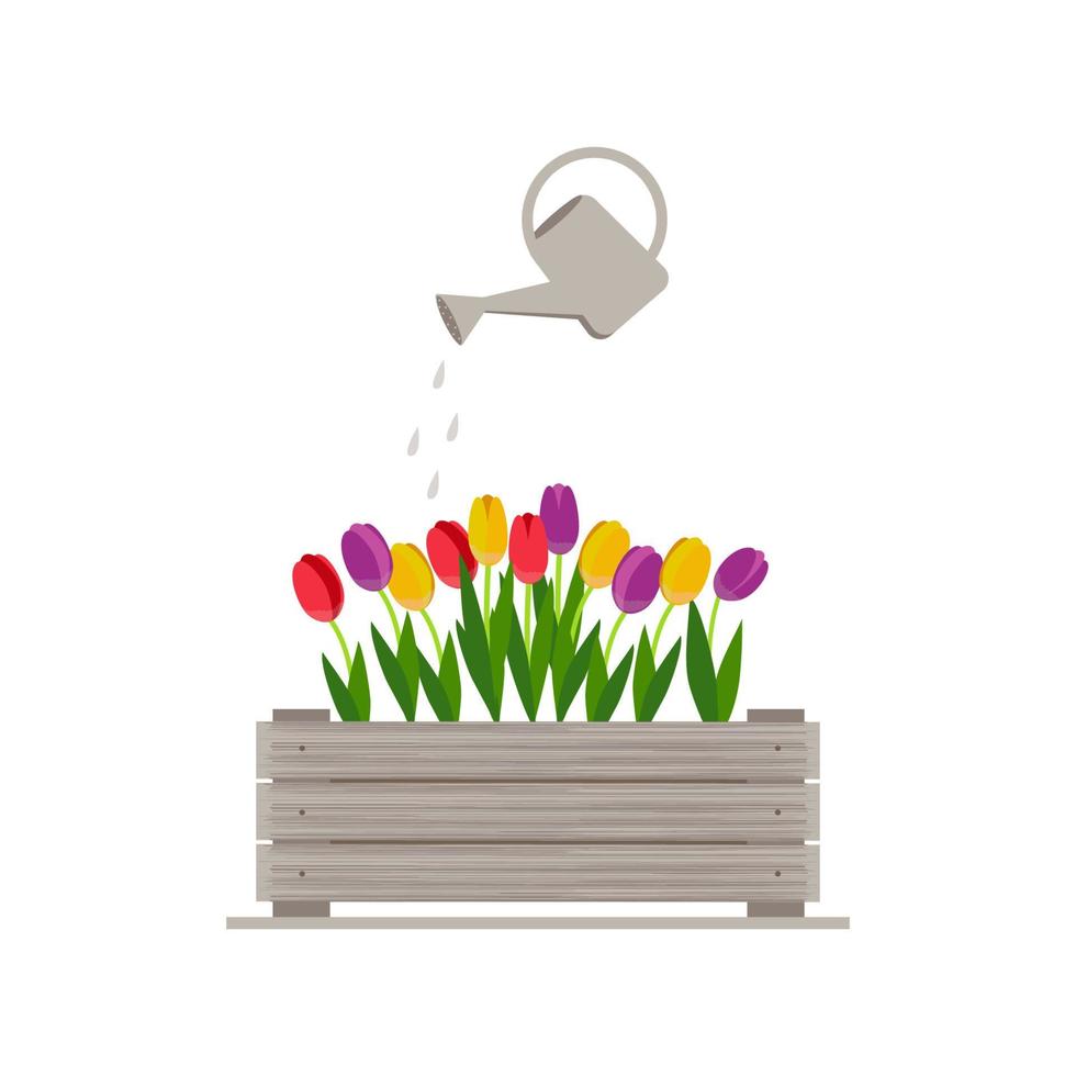 Wooden box with tulips and watering can. Isolate on a white background. Vector illustration.