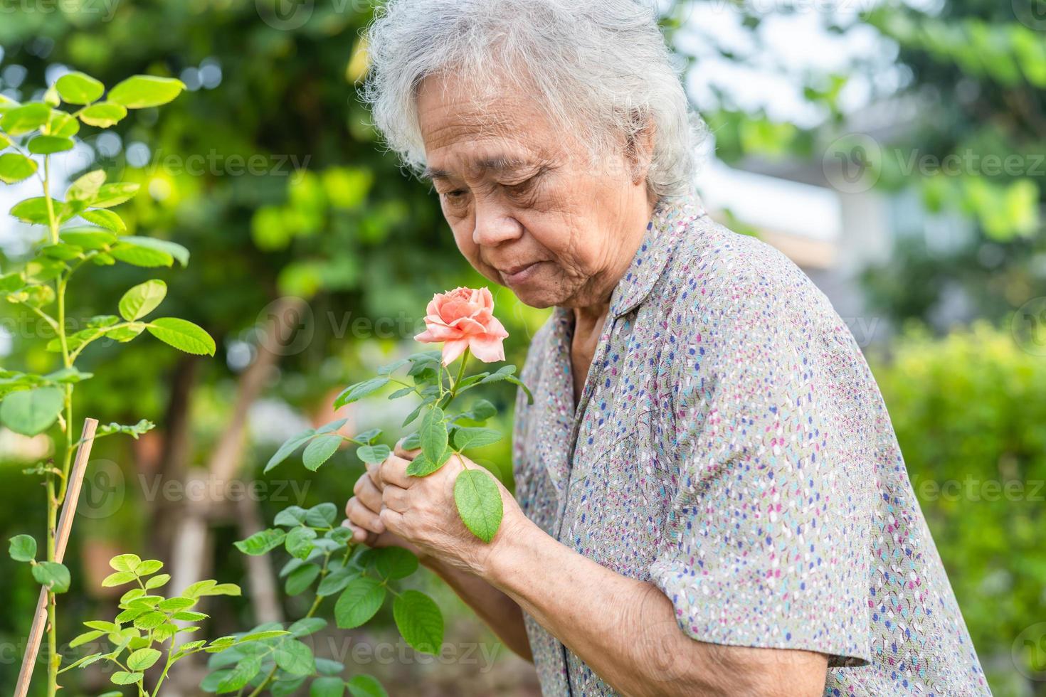 Asian senior or elderly old lady woman with pinkish orange rose flower in the sunny garden. photo