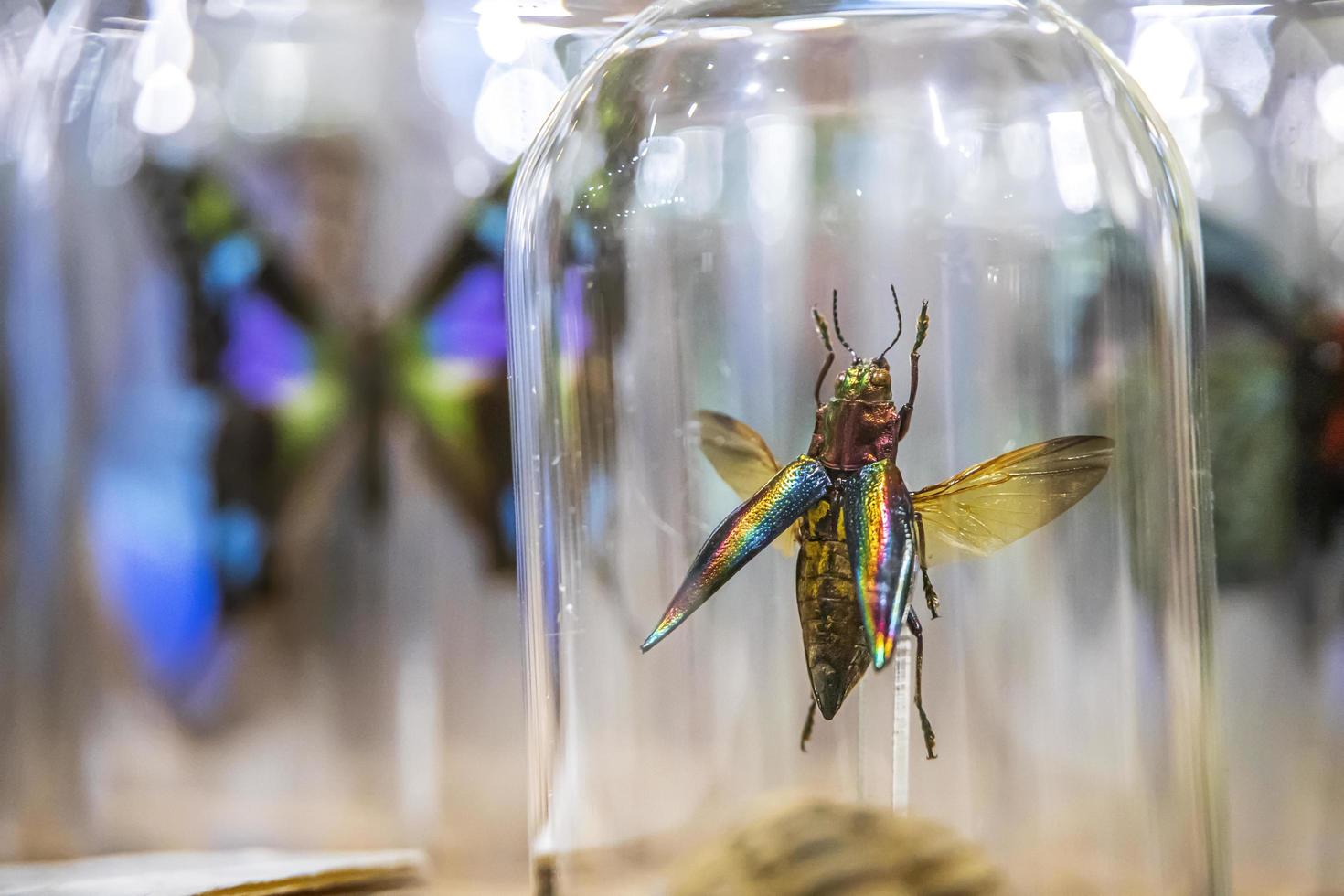 Primer plano de un insecto en un frasco de vidrio en una tienda foto