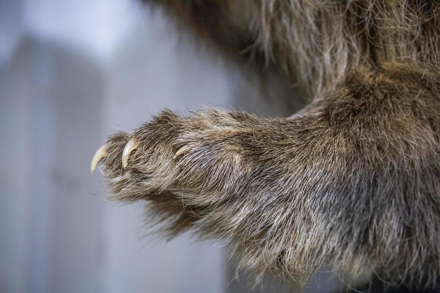 Primer plano de una pata de animal y garras en una tienda foto