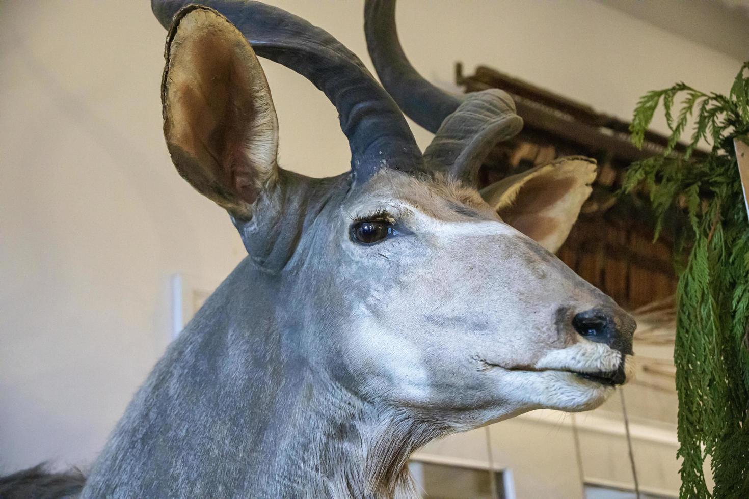 stuffed antelope head on a wall in a store photo