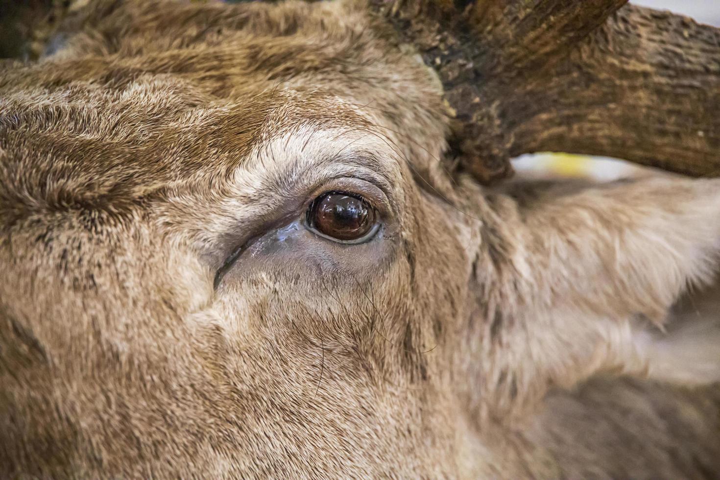 closeup of a stuffed elk in a store photo