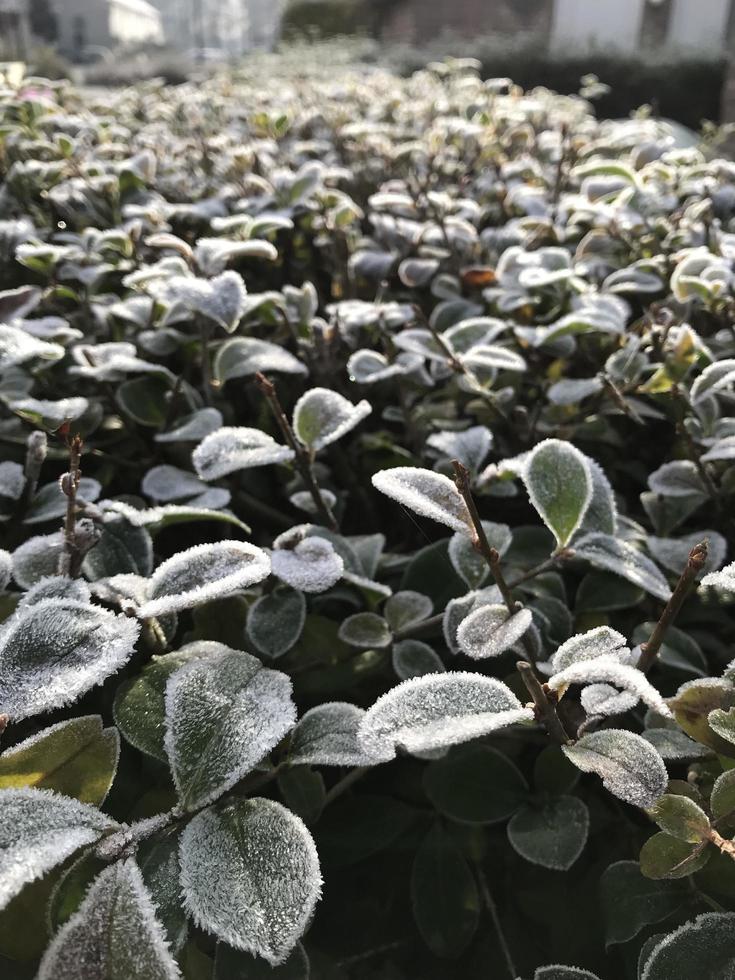 Green leaves of a plant covered with hoarfrost. Beautiful natural background with frost on the grass. Frozen flower. Rime ice on grass blades in the garden during frosts. Cold. Winter background. photo