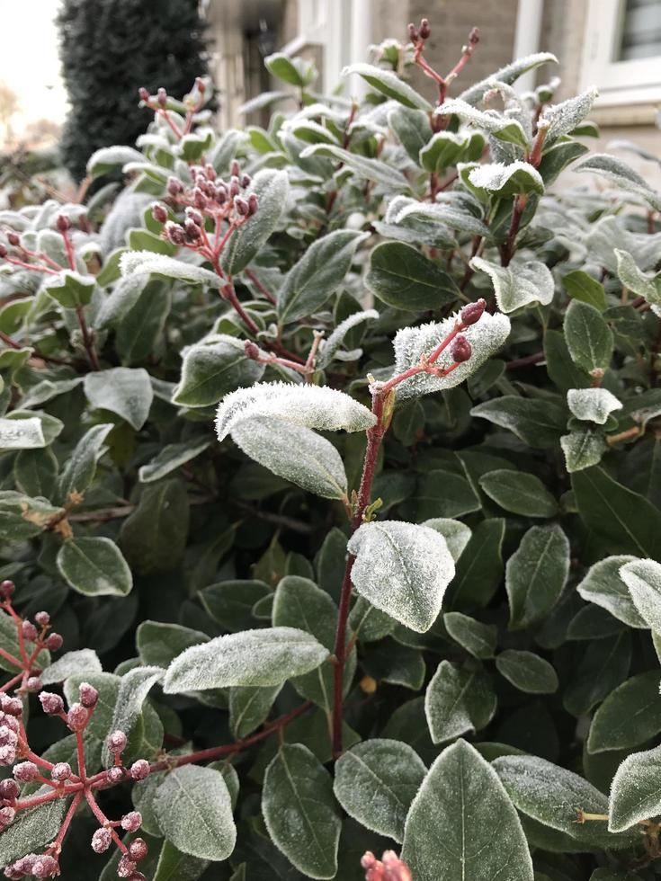 Green leaves of a plant covered with hoarfrost. Beautiful natural background with frost on the grass. Frozen flower. Rime ice on grass blades in the garden during frosts. Cold. Winter background. photo