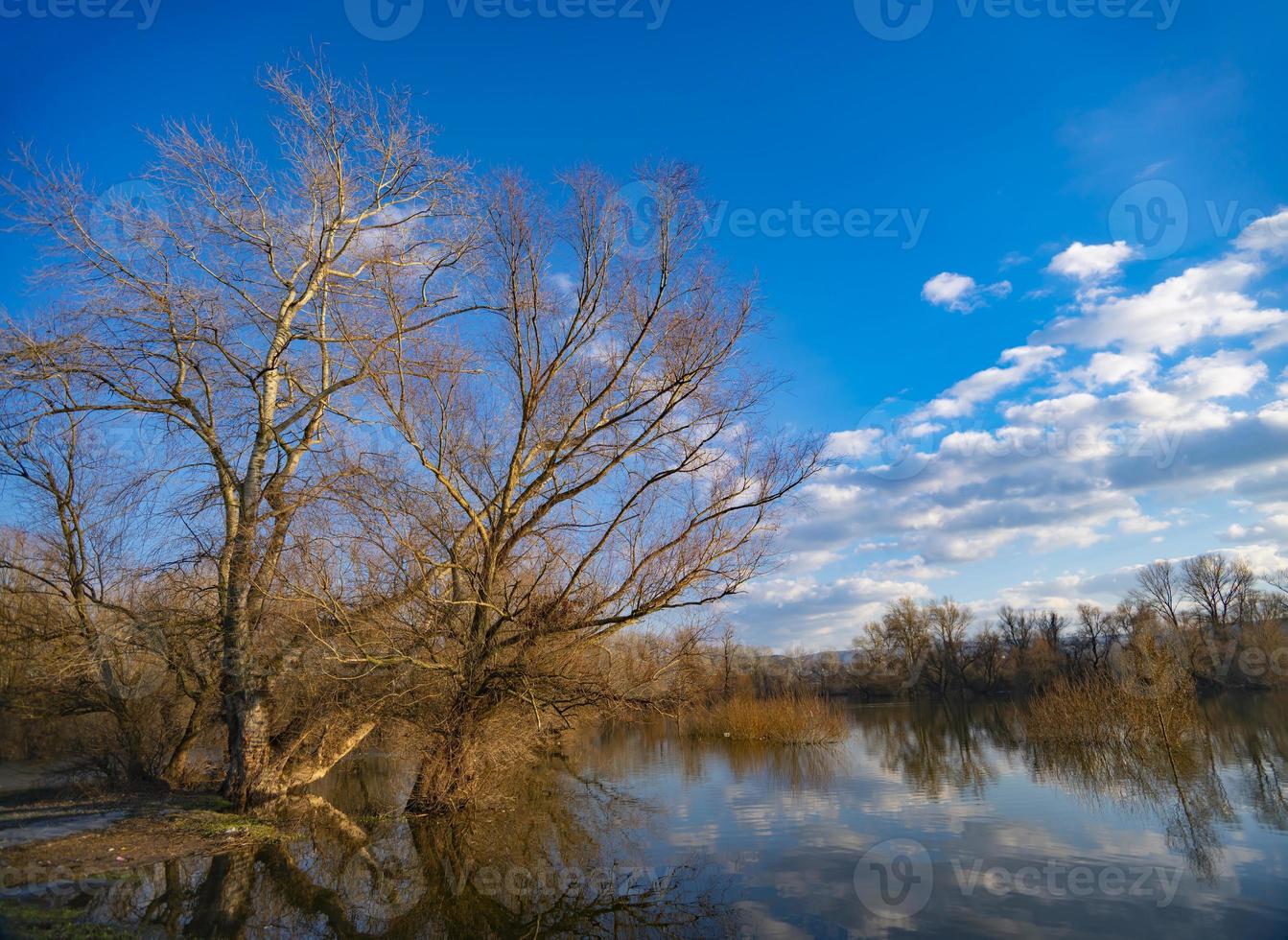 árbol junto al agua en invierno foto