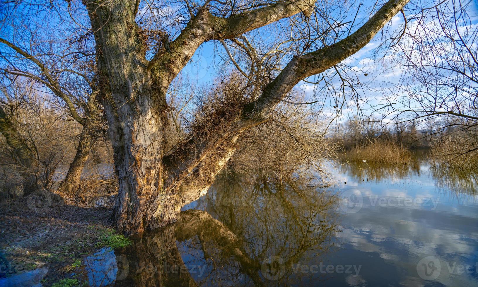 Tree by the water at winter time photo