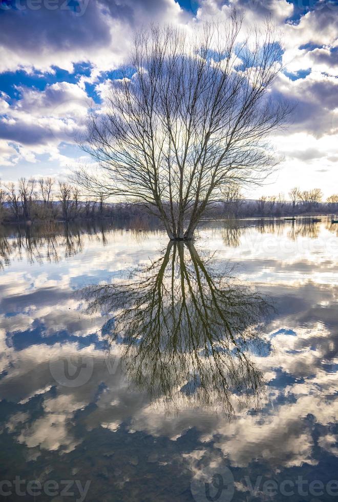 árbol junto al agua en invierno foto