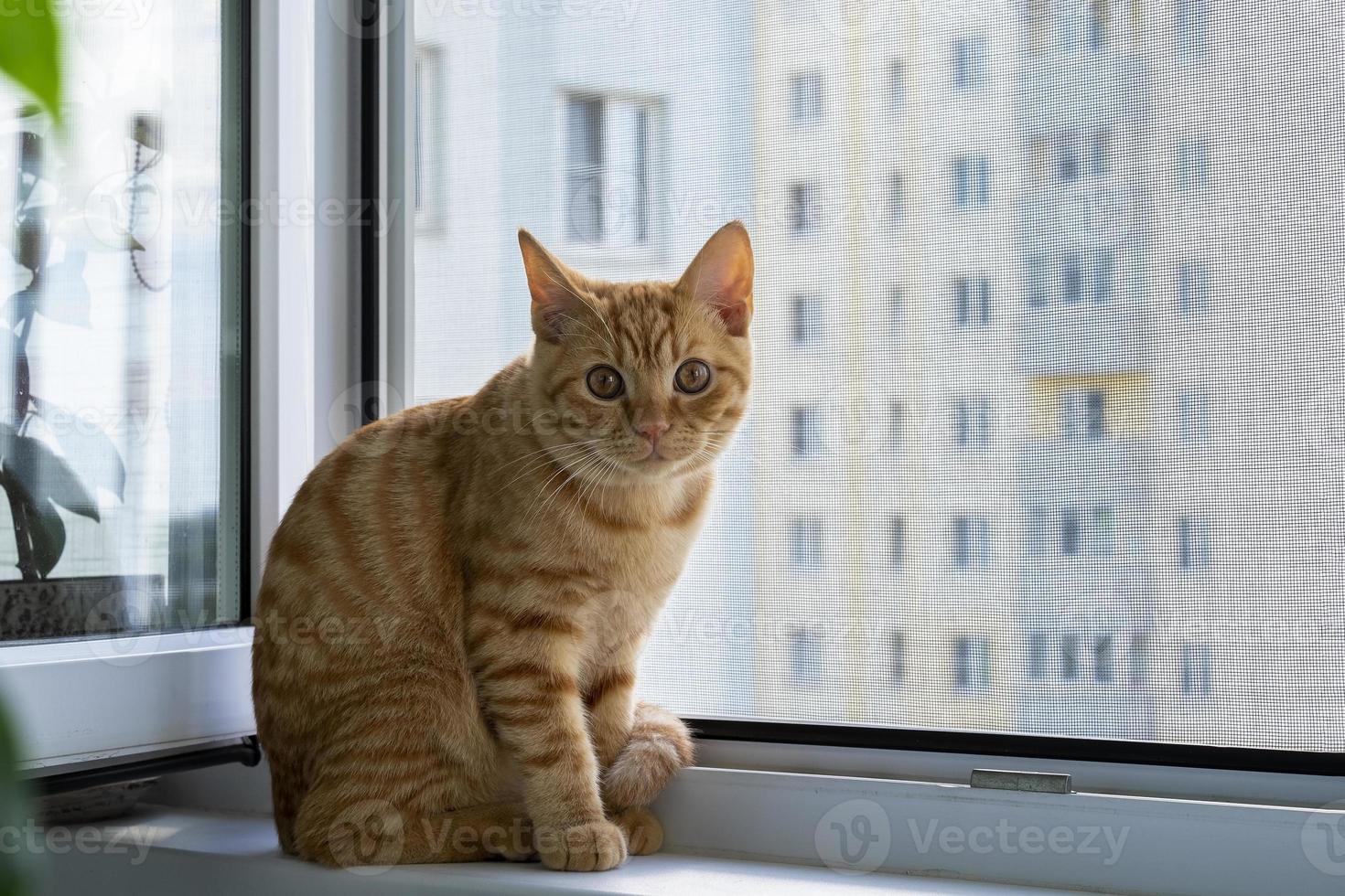 Close-up de un lindo gatito atigrado jengibre sentado en un alféizar con un mosquitero foto