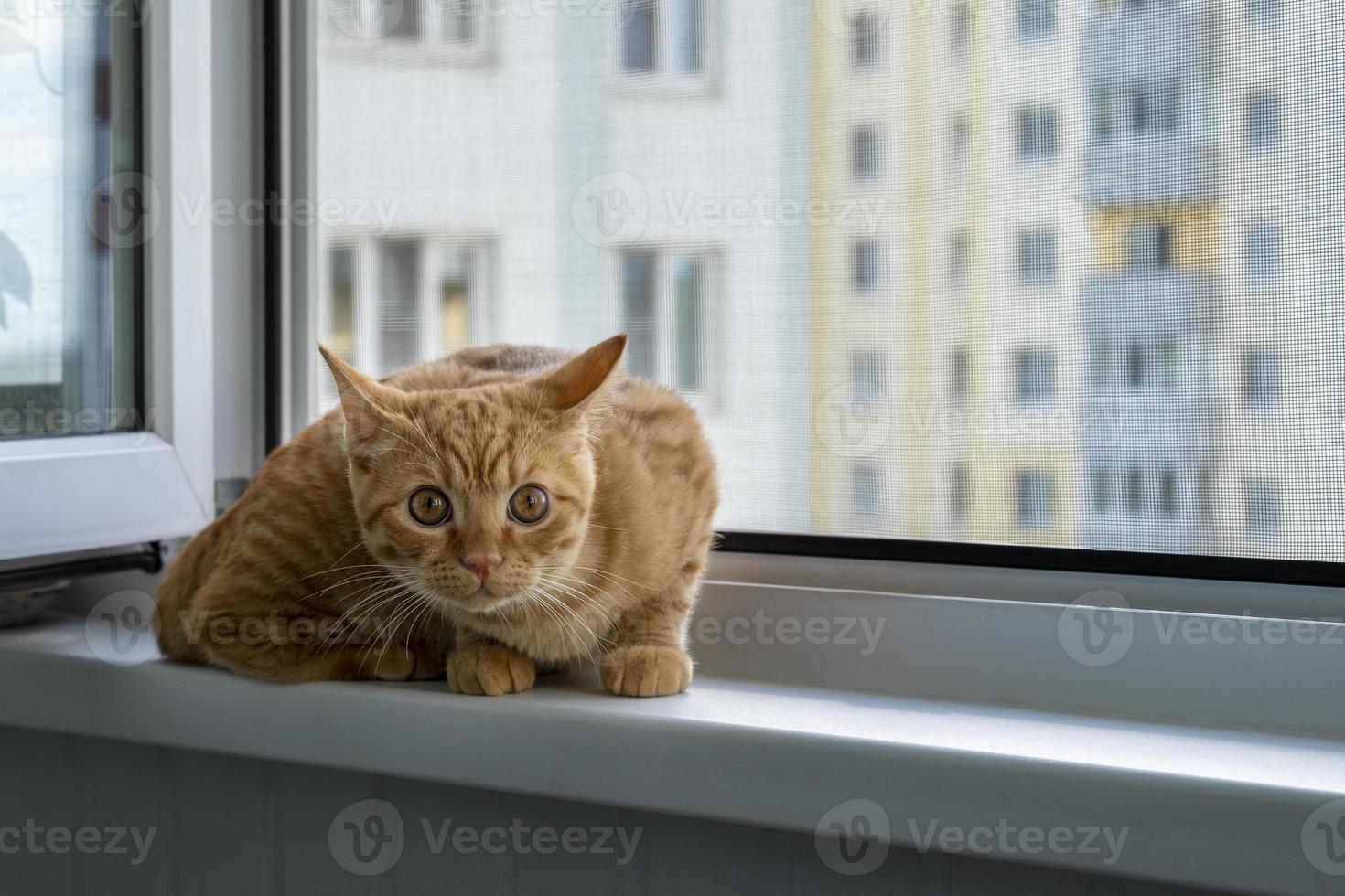 Close-up of a frightened cute ginger tabby kitten sitting on a windowsill with a mosquito net photo