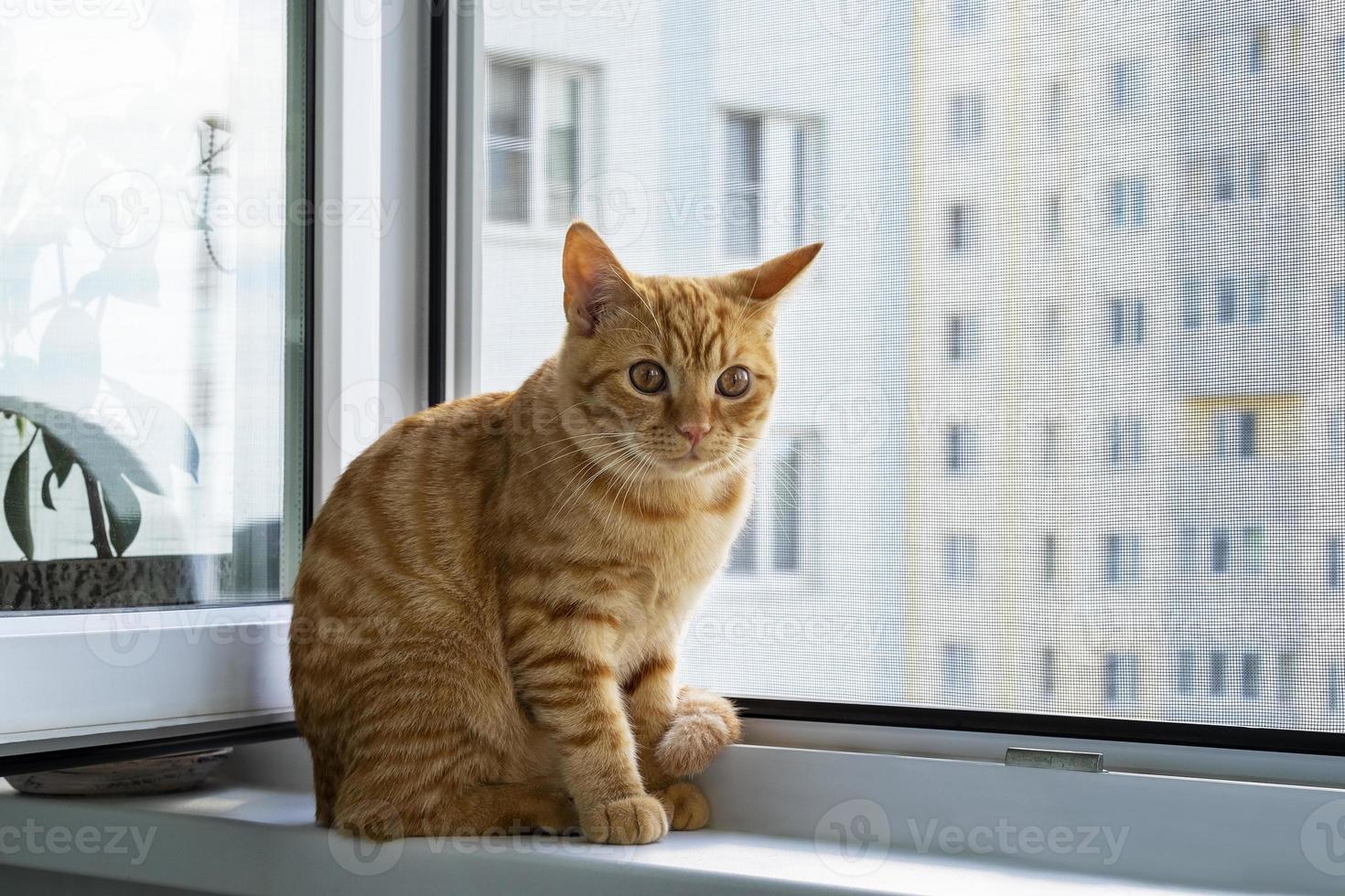 Close-up of a cute ginger tabby kitten sitting on a windowsill with a mosquito net photo