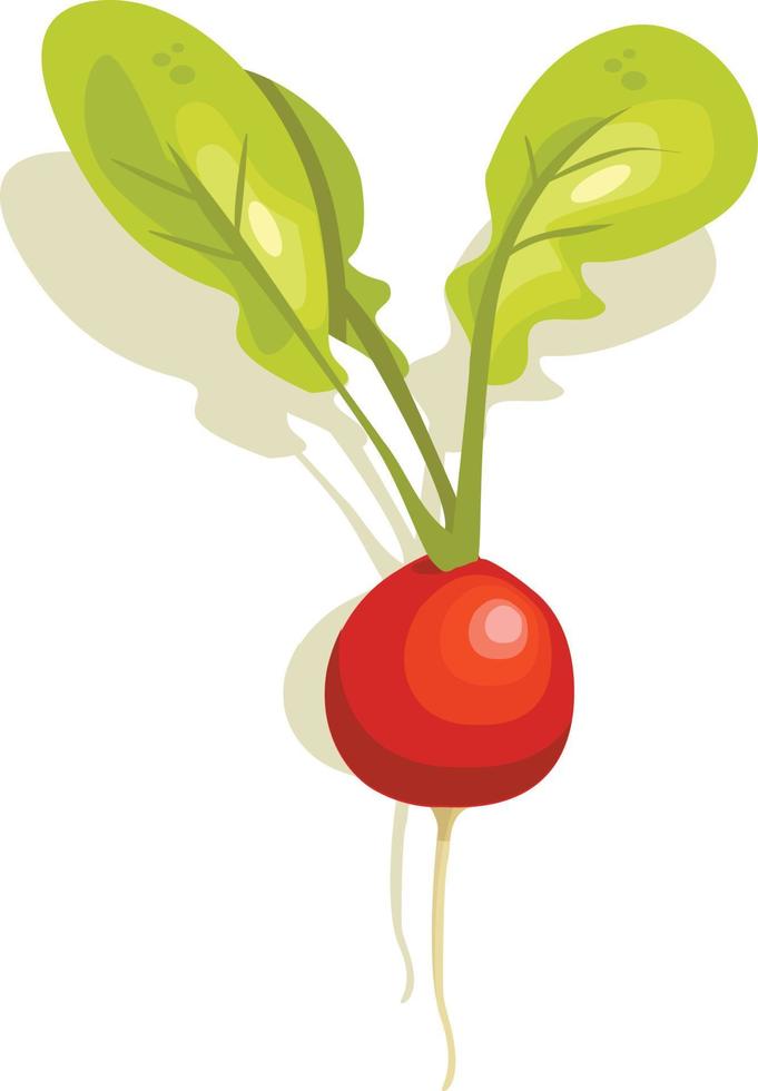 Ilustración de vegetales de rábano vector