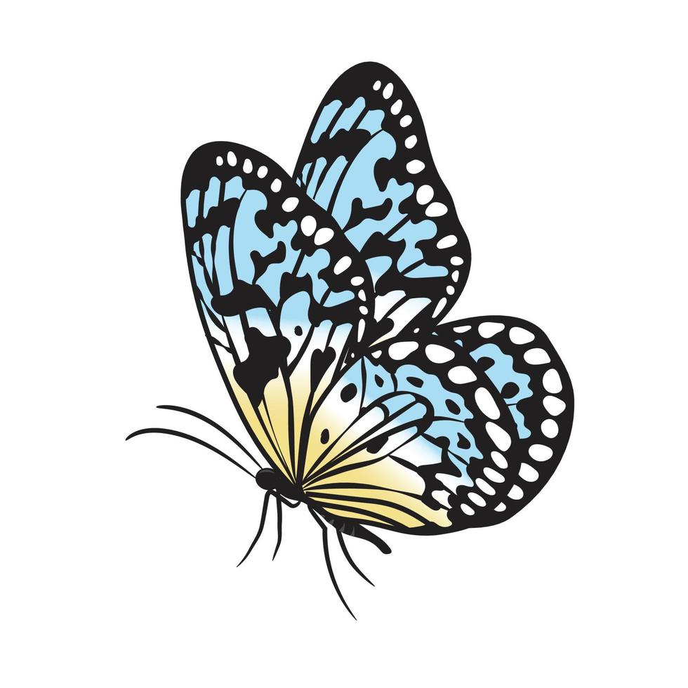 beautiful colorful butterfly vector