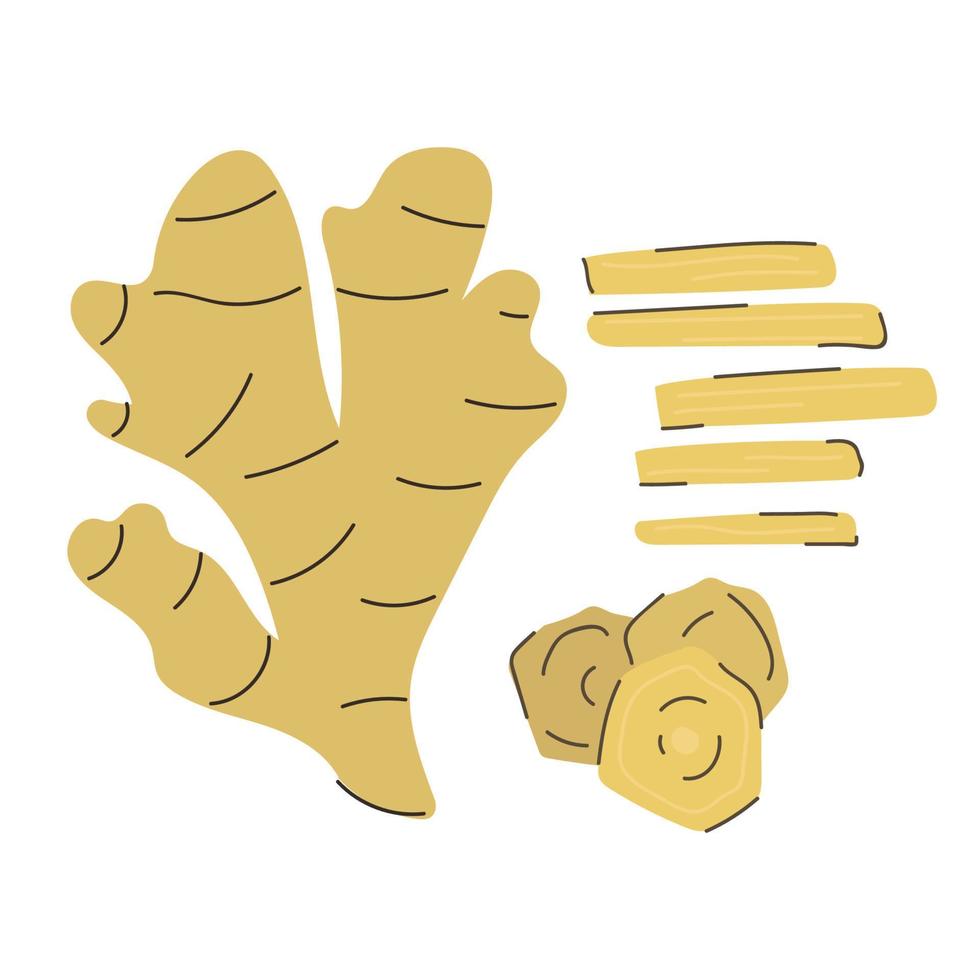 Hand drawn ginger root. Flat illustration. vector