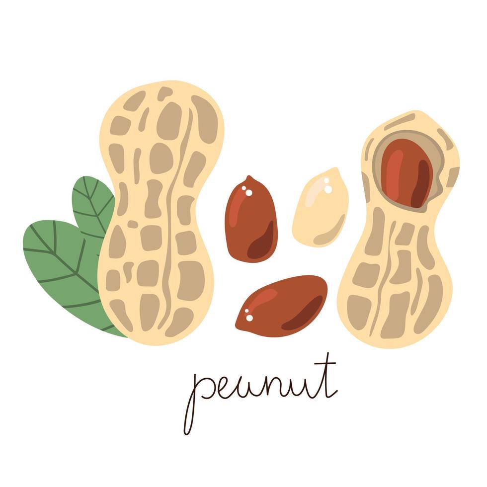 Hand drawn flat peanut. Modern vector illustration.