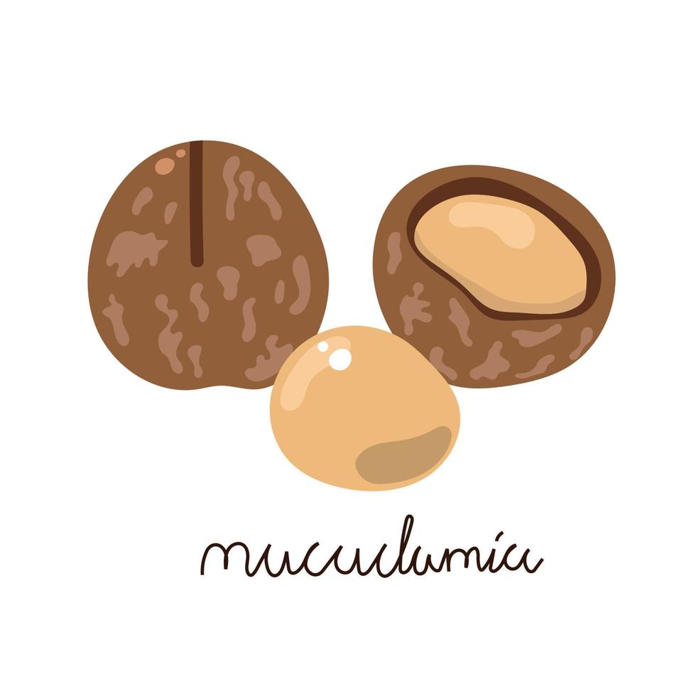 nueces de macadamia planas dibujadas a mano. vector