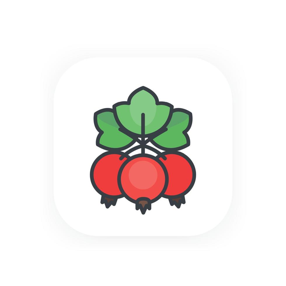 red currant vector icon