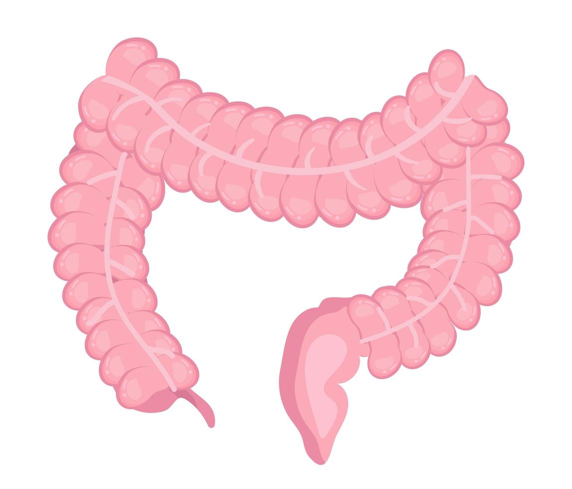 vector de icono de intestino grueso y delgado. Órgano interno humano aislado sobre fondo blanco.