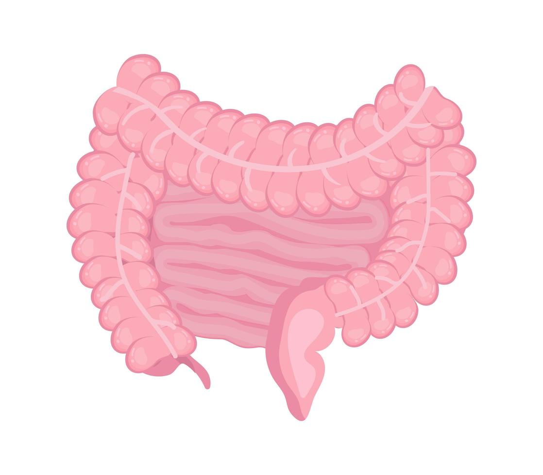 vector de icono de intestino grueso y delgado. Órgano interno humano aislado sobre fondo blanco.