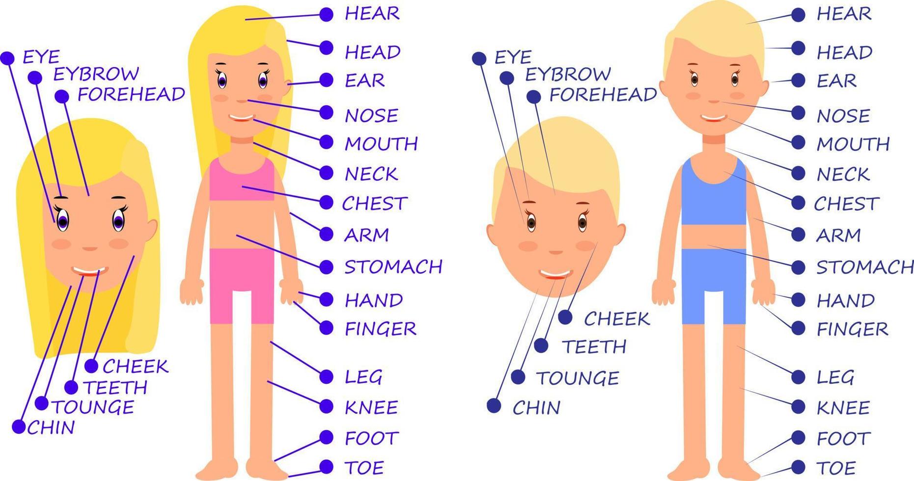 dibujos animados de niño y niña. vocabulario de las partes del cuerpo humano para aprender la ortografía de palabras en inglés. vector