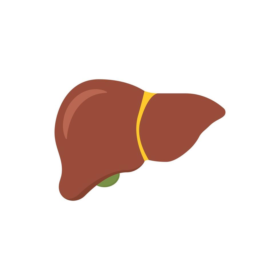 Liver anatomy structure on white background in cartoon style. Healthy hepatic system internal organ. Green gallbladder vector