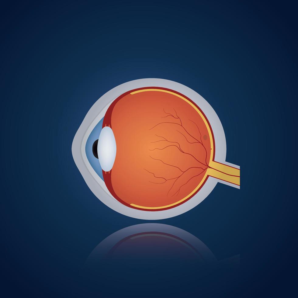 Structure of anatomy human eye. Realistic eyeball on blue background. Side view. Vector illustration