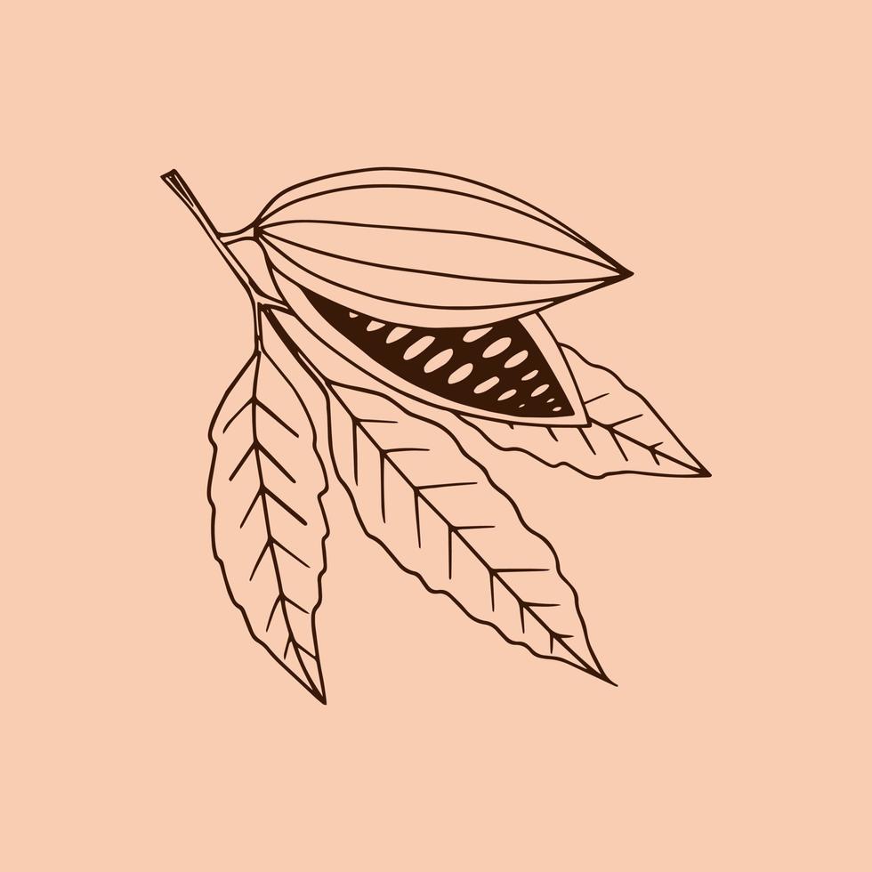 granos de cacao que crecen en una rama con hojas doodle dibujados a mano. elemento único para icono de diseño, etiqueta, cartel, menú, tarjeta, pegatina, planta, marrón, vintage vector