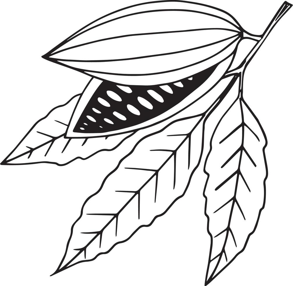 Granos de cacao que crecen en una rama con hojas doodle dibujados a mano. elemento único para icono de diseño, etiqueta, cartel, menú, tarjeta, pegatina, planta vector