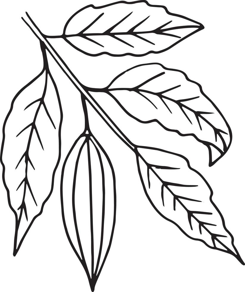 cocoa beans growing on a branch with leaves hand drawn doodle. single element for design icon, label, poster, menu, card, sticker, plant vector