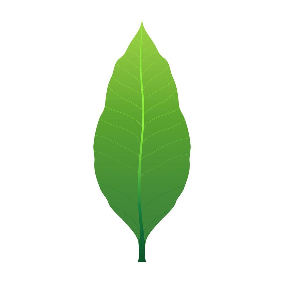 One mango green leaf. Vector design on white background. It is a sweet fruit.