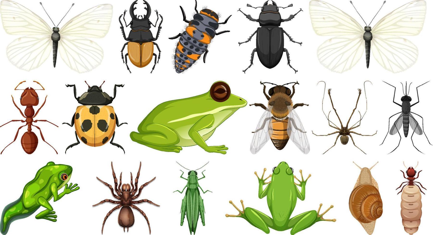 Different insects collection isolated on white background vector