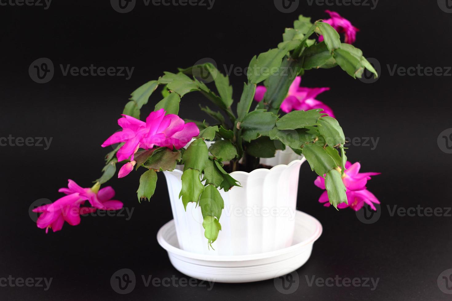 Blossoming Schlumbergera also known as christmas cactus photo