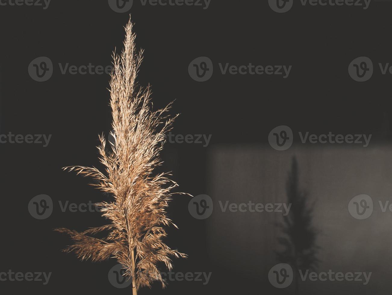 Dry common reed, on a black background. photo