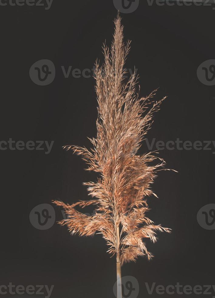 Dry common reed, on a black background. photo