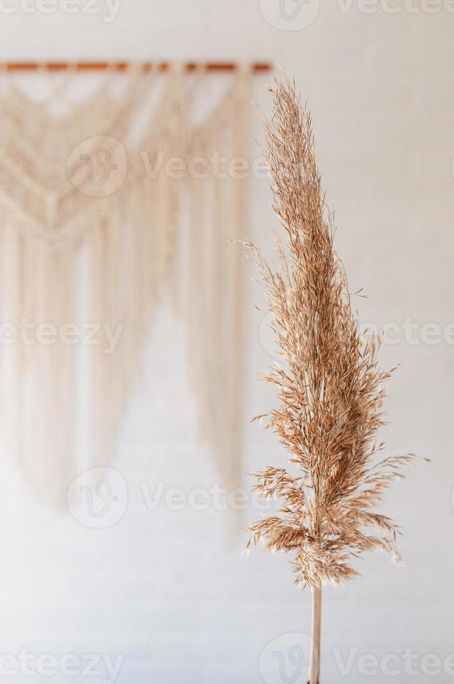 Dry common reed, on a white background. photo