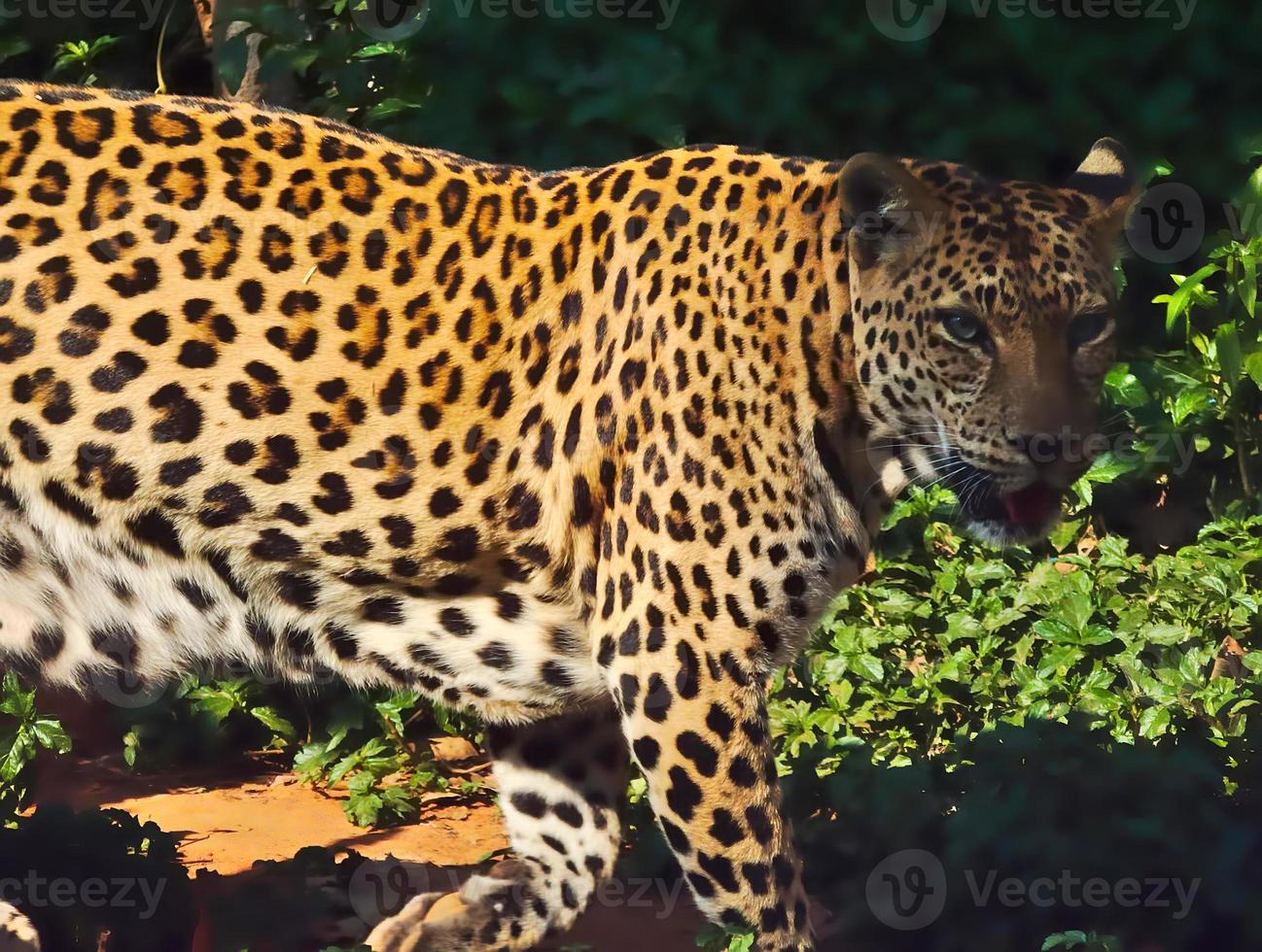 leopardo está caminando. foto