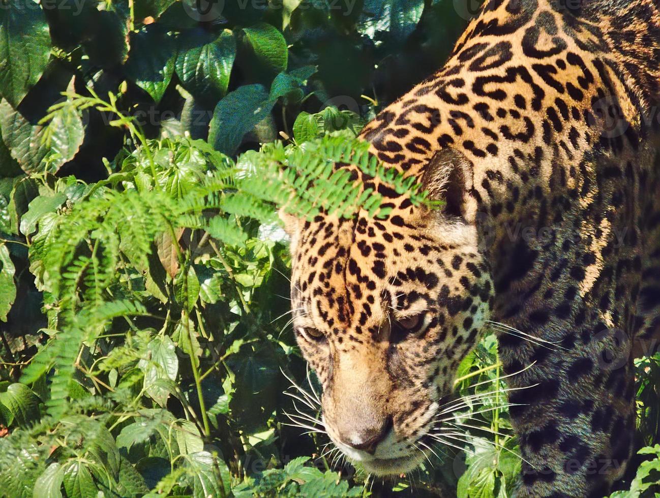 leopardo está caminando. foto