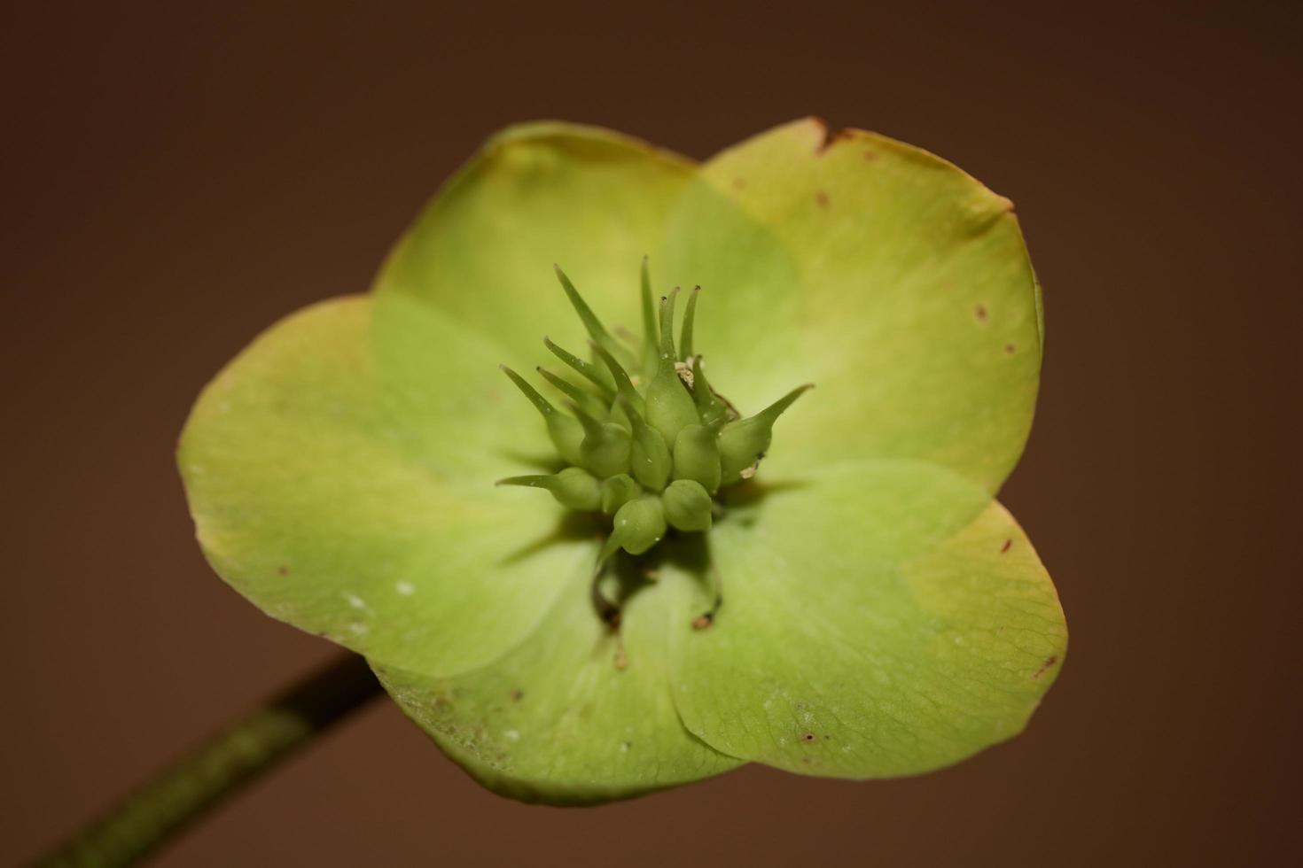 Yellow flower blossom close up helleborus viridis family ranunculaceae high quality big size botanical prints photo