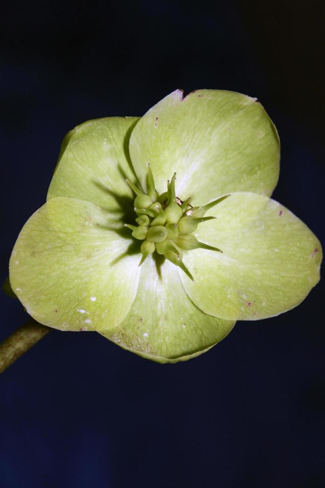 flor amarilla flor cerrar helleborus viridis familia ranunculaceae impresiones botánicas de gran tamaño de alta calidad foto