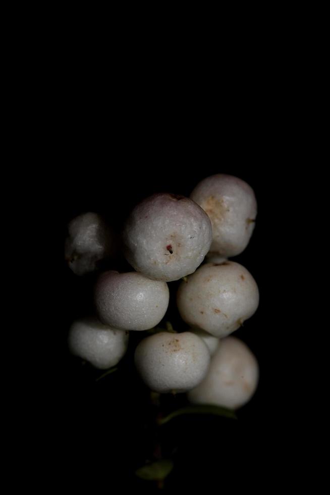 Wild white small flower fruit close up botanical background symphoricarpos orbiculatus family caprifoliaceae big size high quality print photo